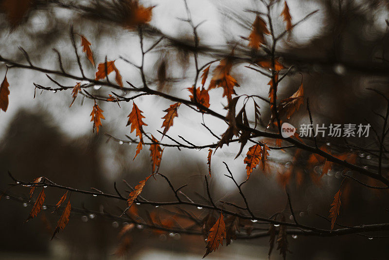 秋叶和雨滴的低调视图