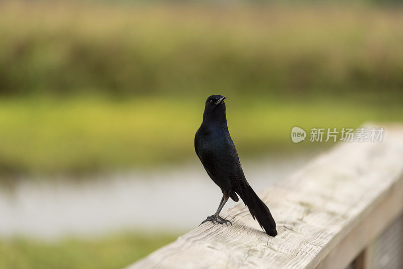 船尾白头鱼，头向后翘起，站在自然区域的木扶手边