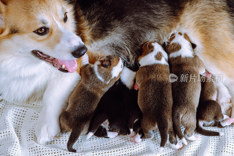 彭布罗克威尔士柯基犬喂婴儿的俯视图。六只两个月大的小狗以不同的姿势躺着吮吸牛奶。