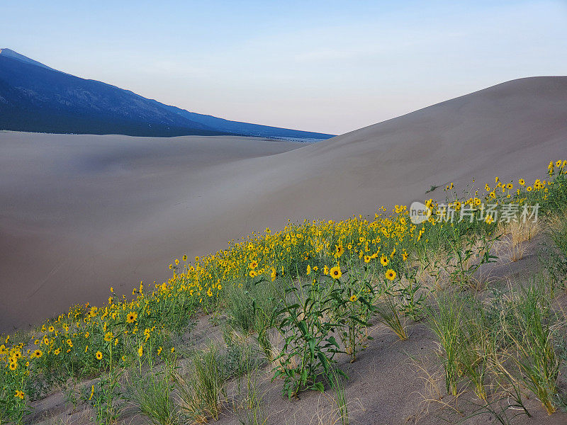 美国科罗拉多州大沙丘国家公园里的野花