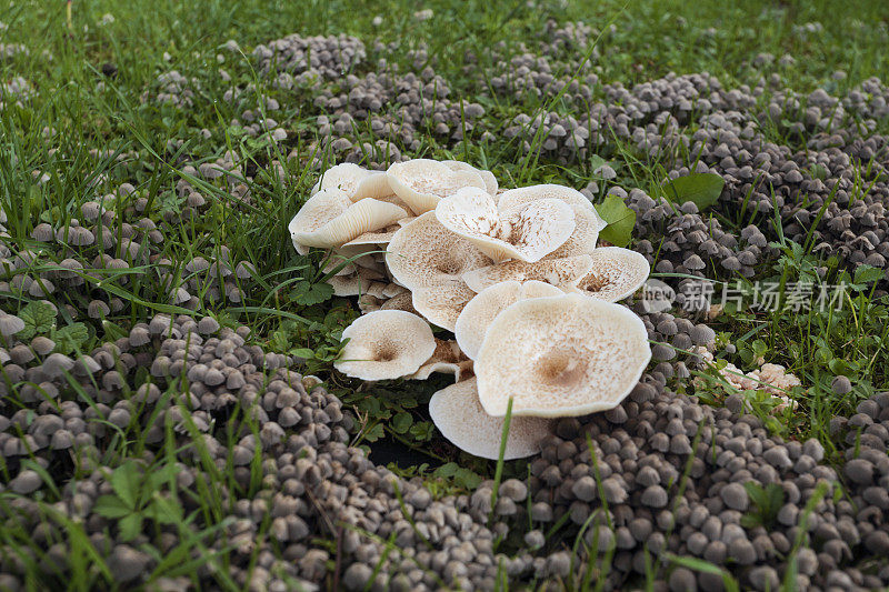 一片草地上有大量不同的蘑菇