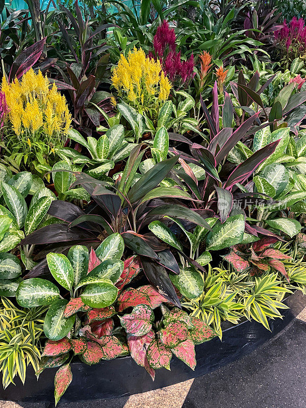 凤梨科植物和多色鸡冠花(Celosia)在花盆中生长的特写图像，展示在花园天井，粉红色，紫色和黄色的开花观赏植物，绿叶背景，重点在前景