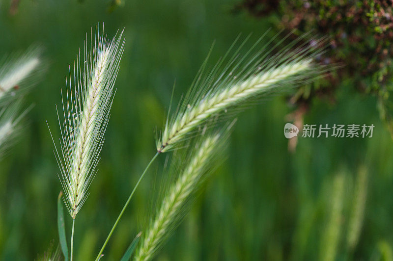 春天的绿草背景