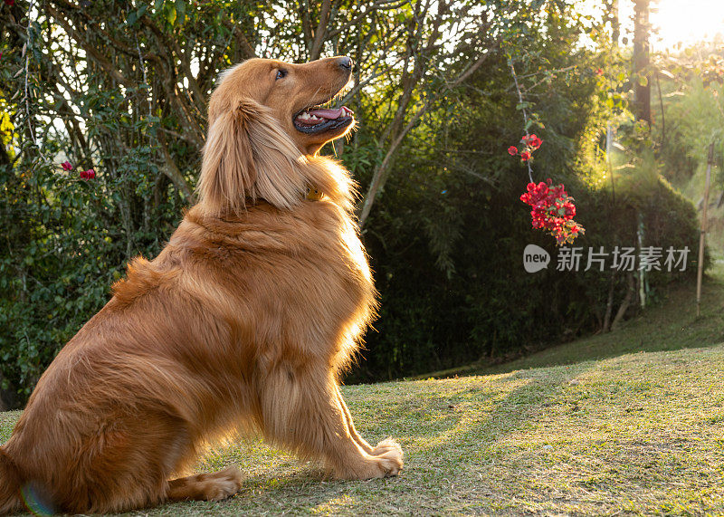 一只金毛猎犬坐在草地上，在大自然中微笑