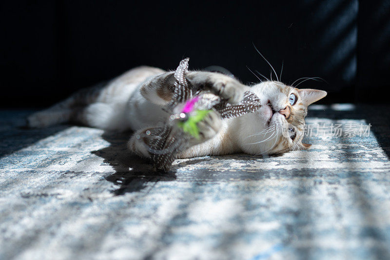 顽皮的雪豹孟加拉猫