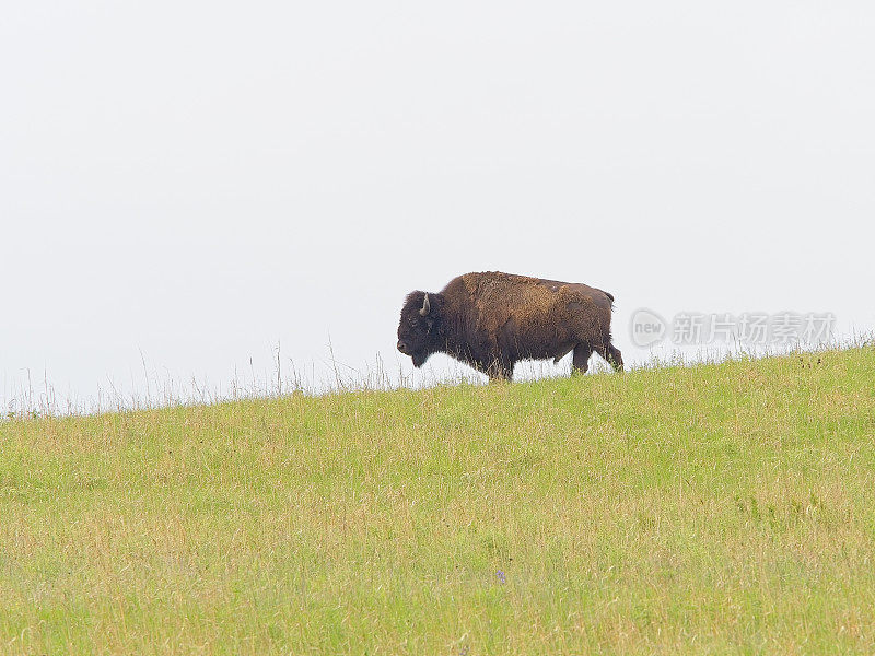 一头大型雄性美洲野牛在堪萨斯州高草草原保护区的春季草地上漫步