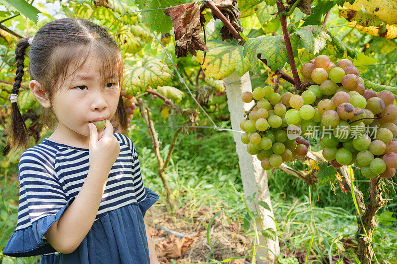 小女孩品尝葡萄
