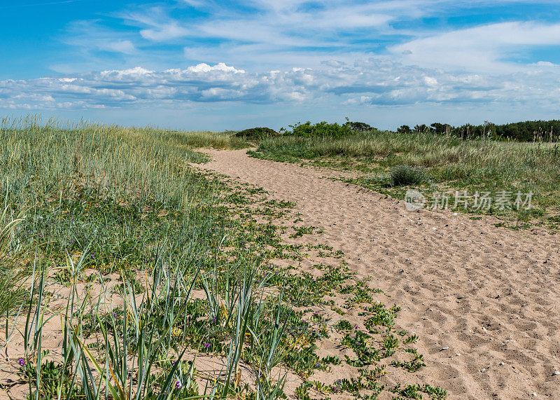 夏天的一天，萨雷马岛开花的海岸，沙丘上的沙小道，爱沙尼亚，波罗的海的哈里莱德自然保护区