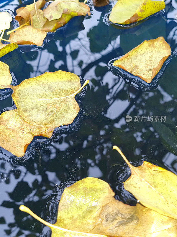 秋天的心情。黄色的秋天紫丁香叶子躺在水面上。紫丁香在水中的倒影。寒冷的太阳。有选择性的重点