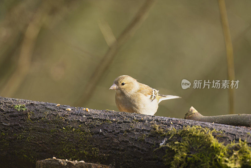 雌性苍头燕雀在长满青苔的圆木上休息