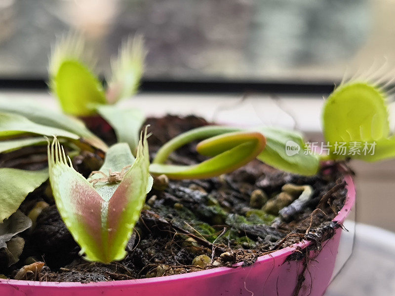 食虫植物