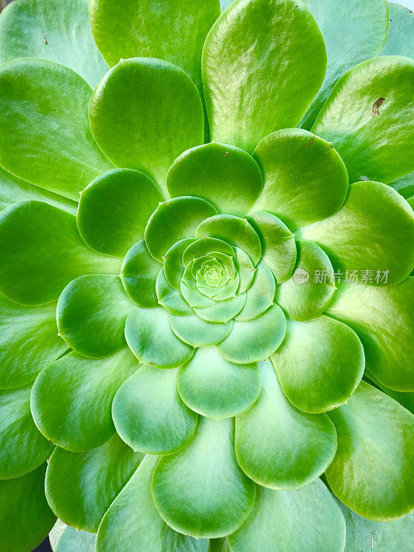 Aeonium