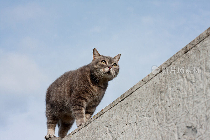 黄色眼睛的灰色虎斑猫站在混凝土栅栏上，蓝色的天空为背景。漂亮的毛绒绒的猫沿着篱笆走着，小心地向前看。户外。文本空间。