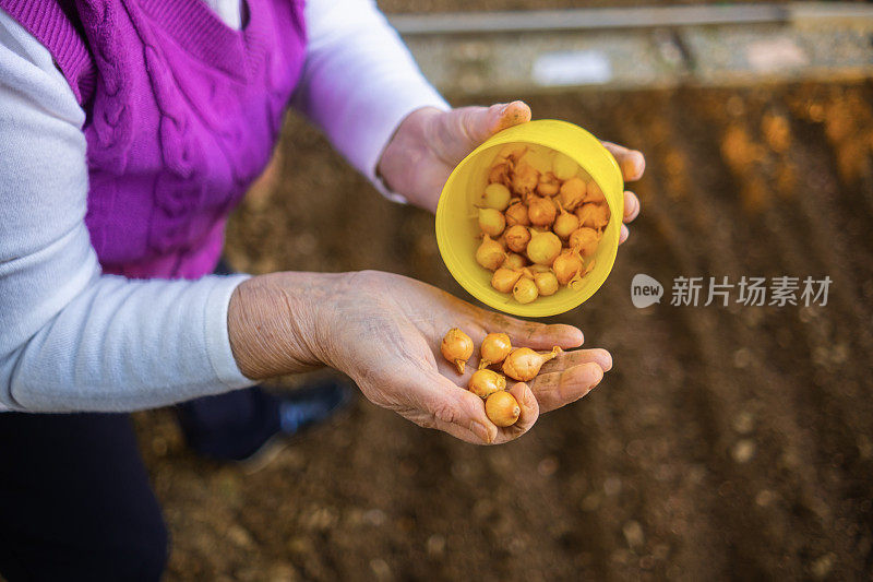 这些种子会长成美味的蔬菜