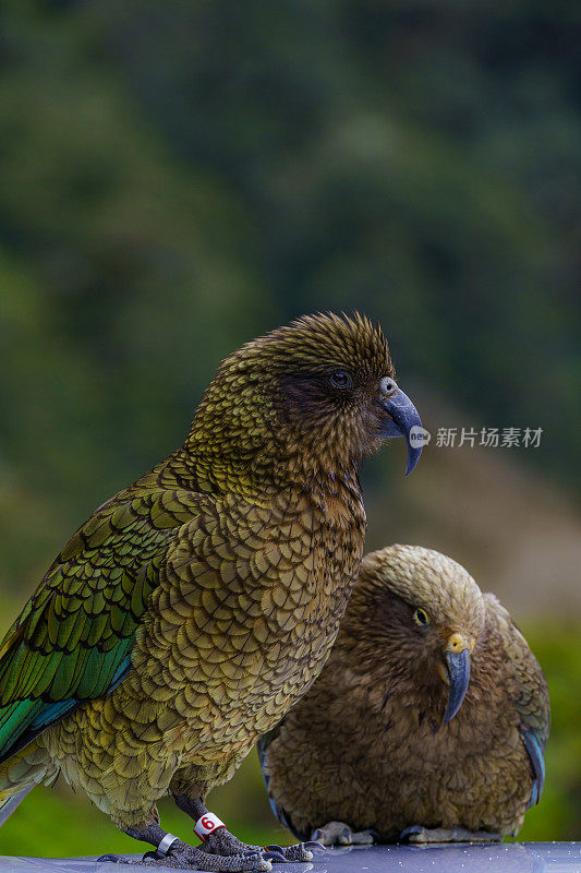 Kea(山鹦鹉)库存照片…