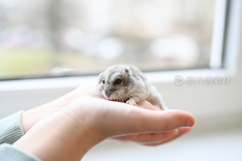 小孩手里抱着仓鼠。