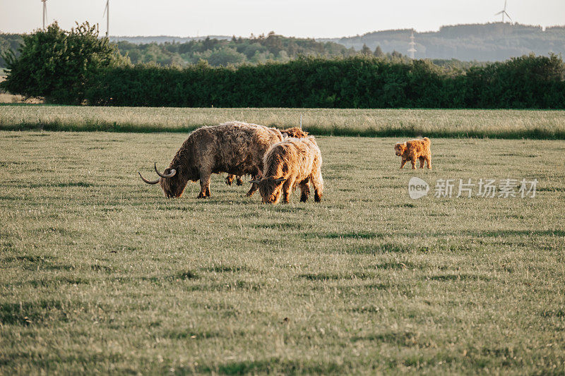 高地品种。大角多毛的红牛在草地上啃草。农业和奶牛养殖。毛茸茸的高原牛在绿色的草地上吃草。夕阳下，牧场上的红牛和小牛沐浴在阳光下