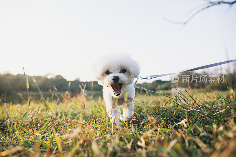 一位女士带着她可爱的马尔济斯犬在公园的湖边散步。