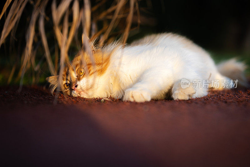 姜白色的流浪猫。