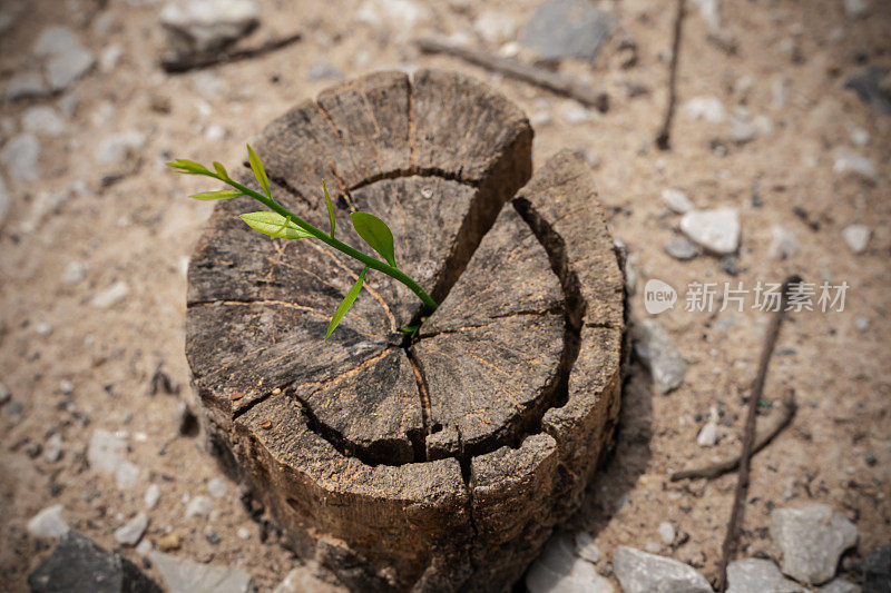 一个树桩，上面长出一片小绿叶。树桩被岩石和泥土包围着。