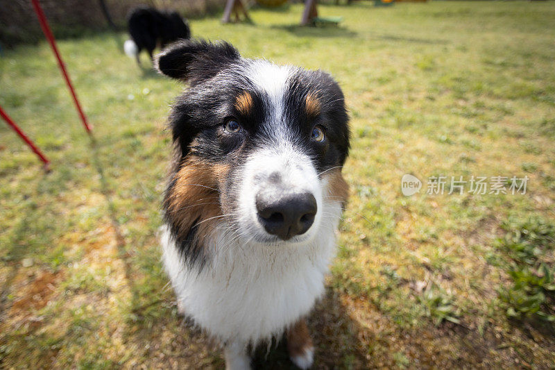 一只澳大利亚牧羊犬在训练场上休息