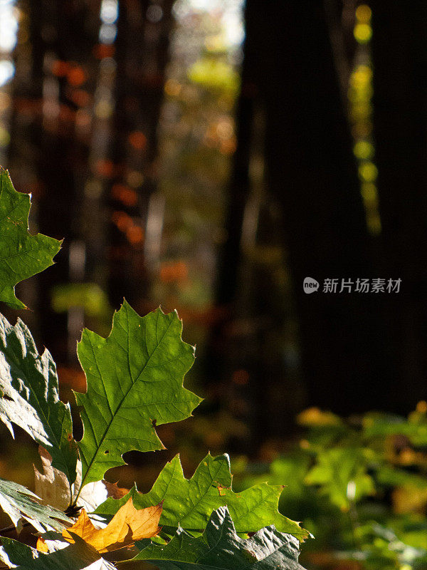 在森林中央，阳光照在一片叶子上