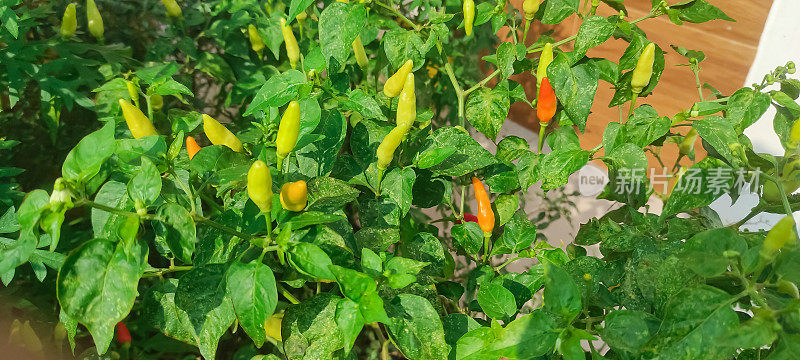 选择的焦点，郁郁葱葱的辣椒植物与大量的水果。辣椒或辣椒是辣椒属植物。植物上成熟的红辣椒。成熟和未成熟的辣椒果实挂在树上