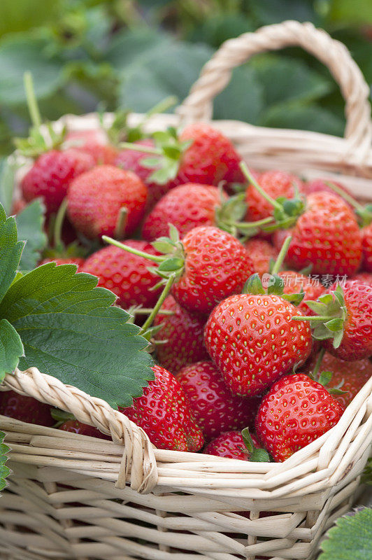 草莓,水果,