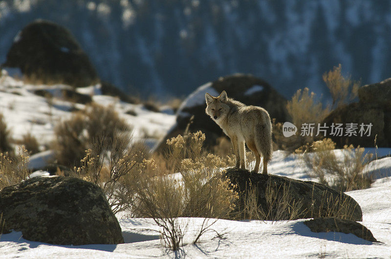 土狼站在岩石上，白雪覆盖的景象