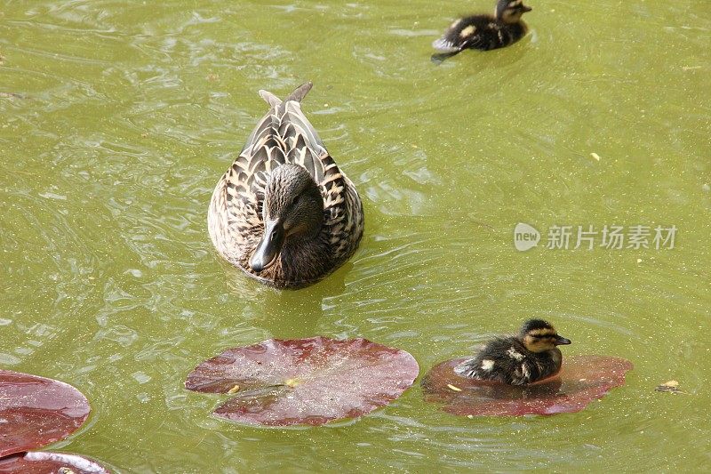 湖上的鸭子