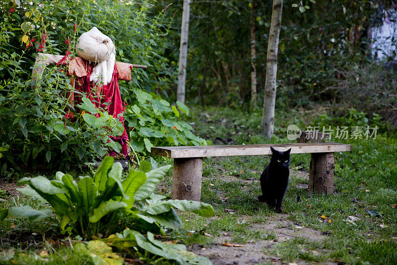 黑猫在神秘的花园里