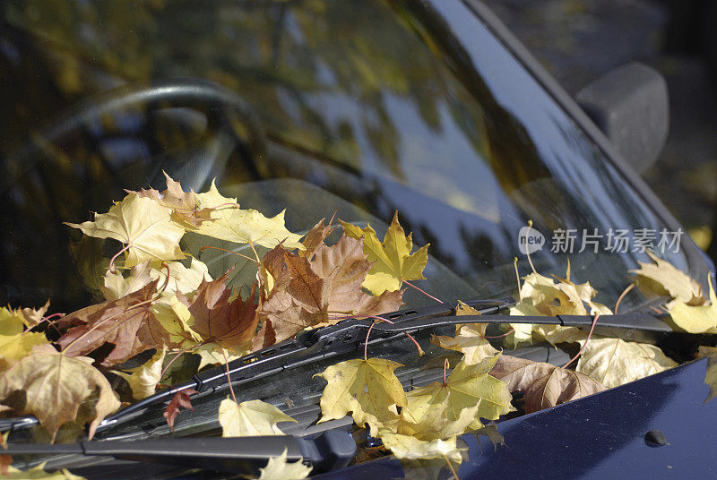 在汽车前窗上的叶子