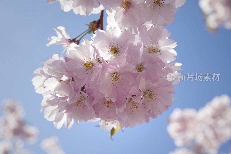 樱桃的花