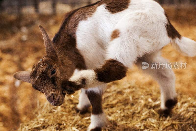 小山羊痒了