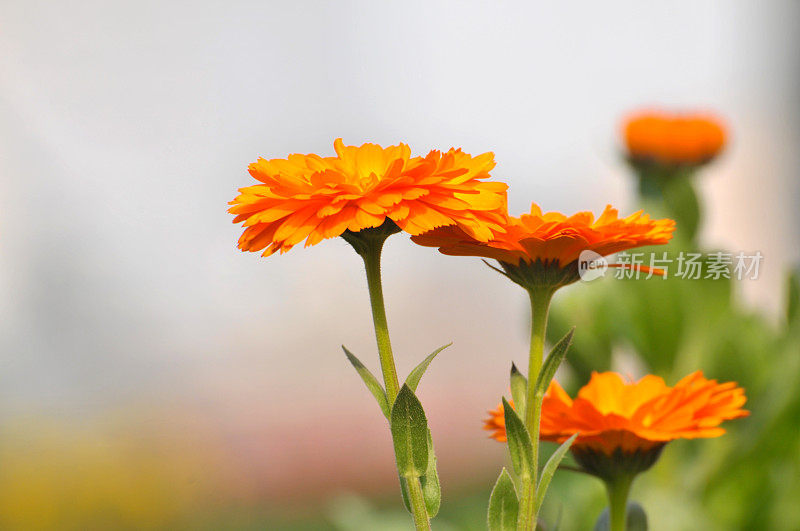 橙色大丁草雏菊