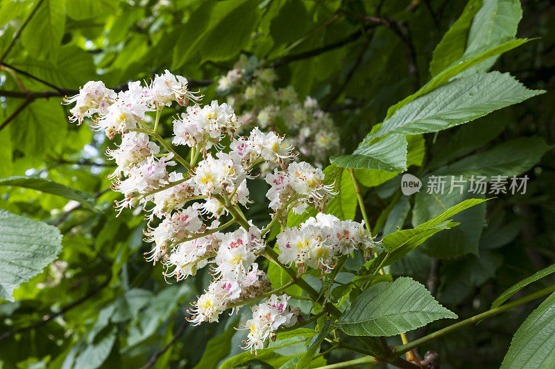 板栗花水平