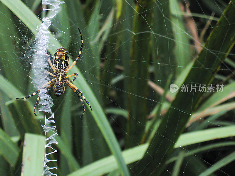 黑黄蜘蛛