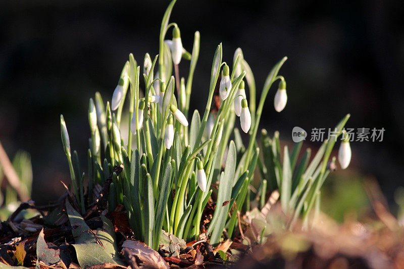 雪花莲(常见的雪花莲)生长在阳光充足的林地