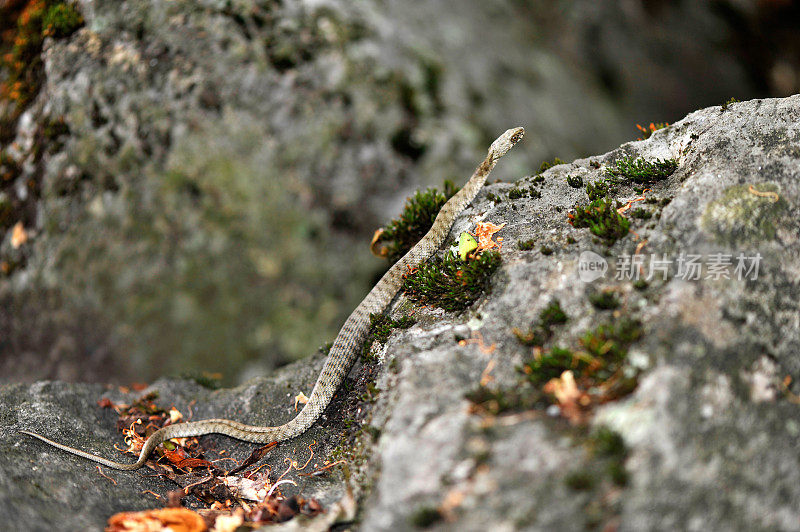 草蛇在岩石上休息