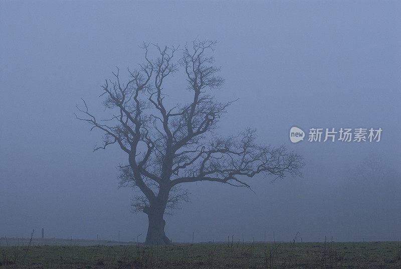 一个朦胧的早晨，草地上一棵孤独的老橡树