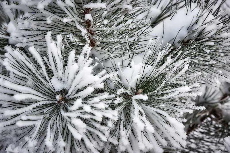 白雪覆盖的松树枝上。