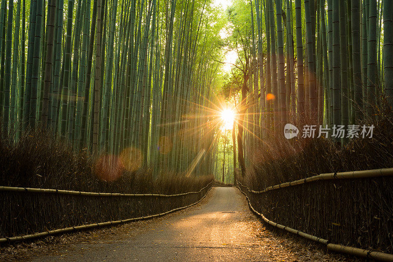 日出时的原始竹林