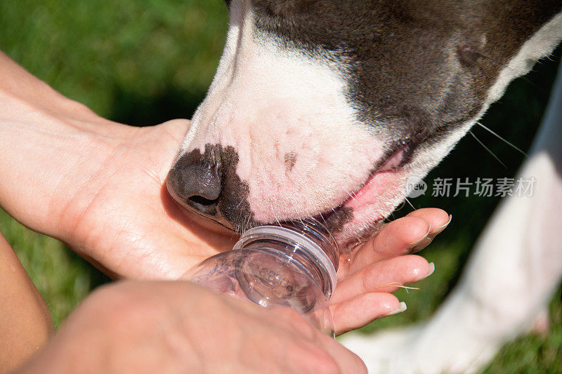 狗的饮用水