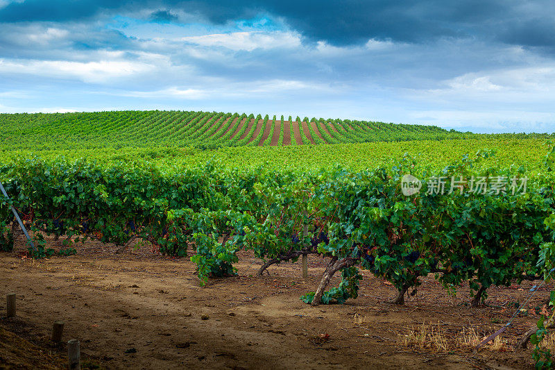 里奥哈葡萄园里的葡萄。西班牙