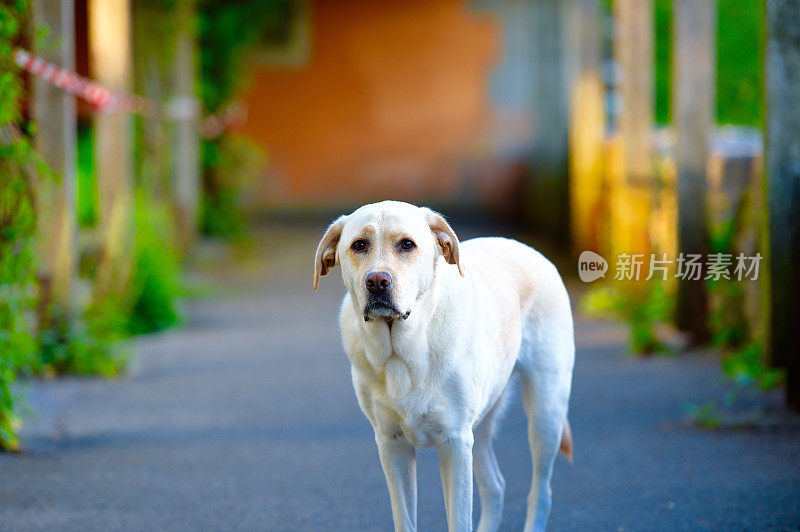 拉布拉多寻回犬