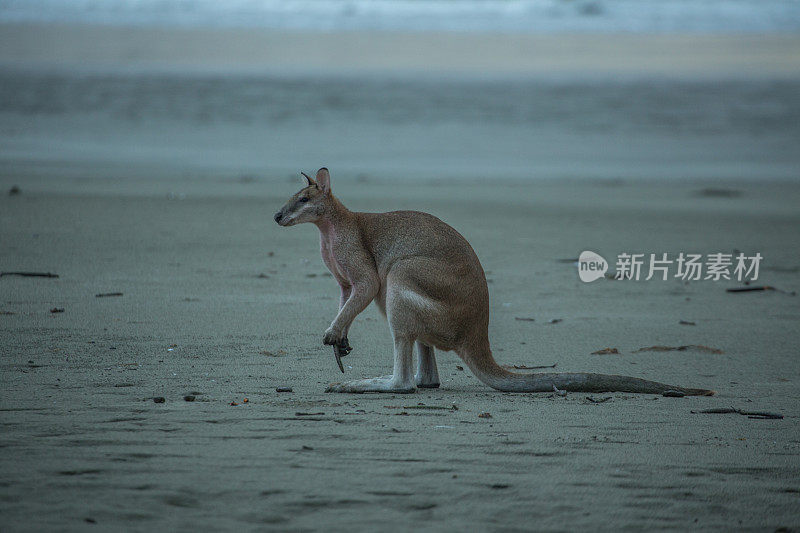 海滩上美丽的袋鼠