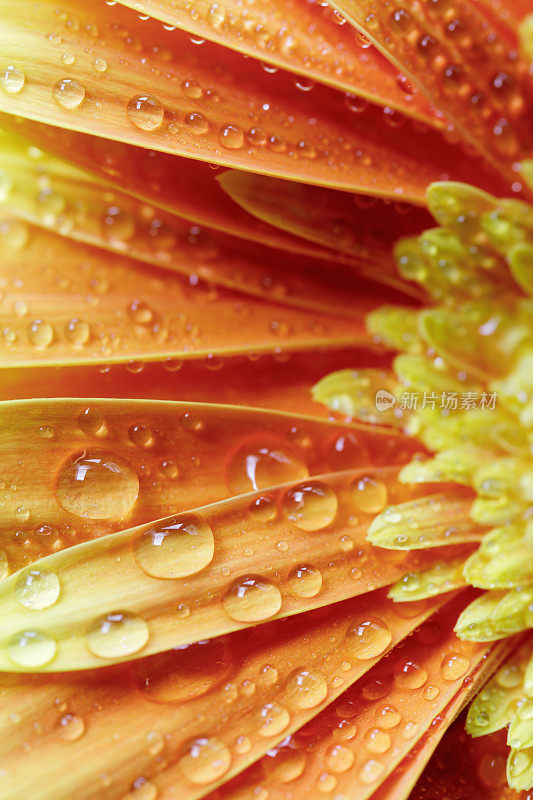 非洲菊黛西