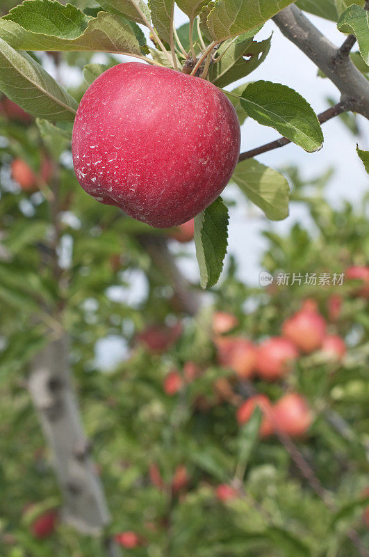 果园里成熟的红苹果