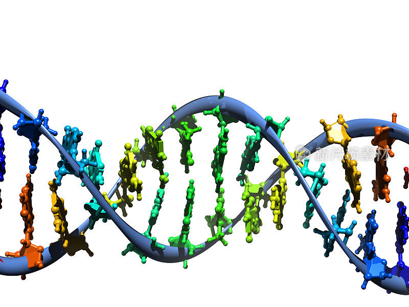 DNA分子模型