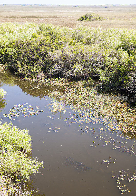 大沼泽地:草河全景